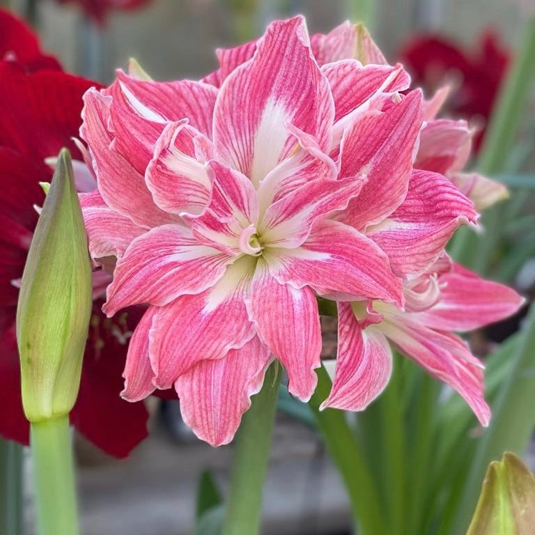 Amaryllis Pretty Nymph Hippeastrum Fluwel