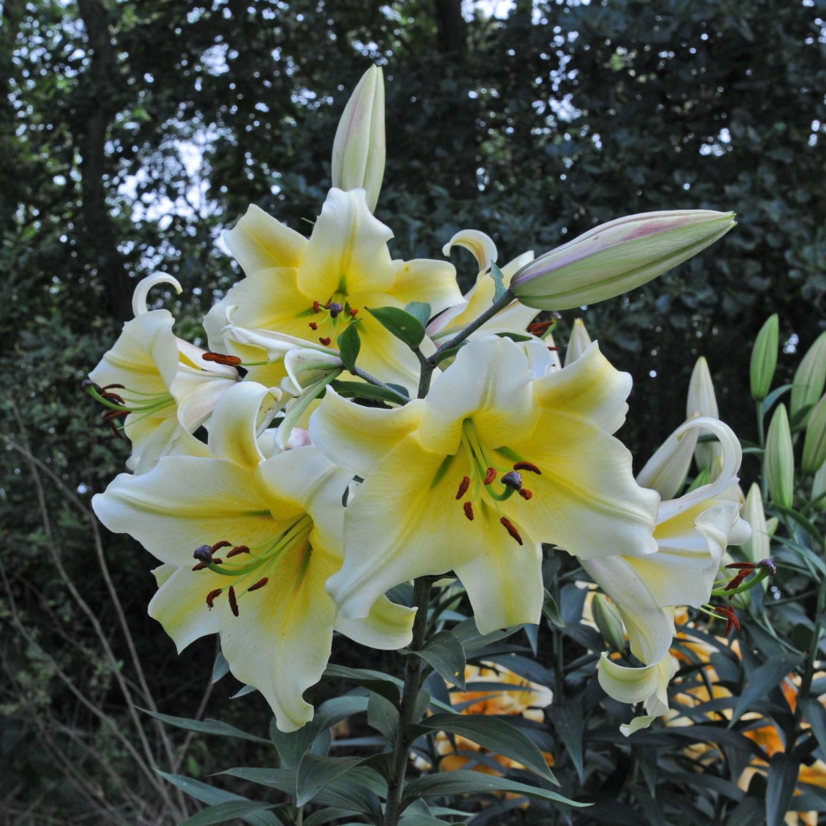 Lily Conca d’Or (Lilium) - Fluwel