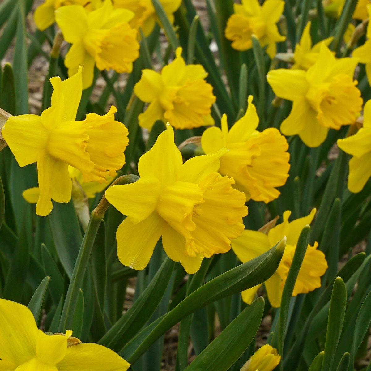 Narcissus Daffodil Yellow Narcissus Daffodil Narcissus 