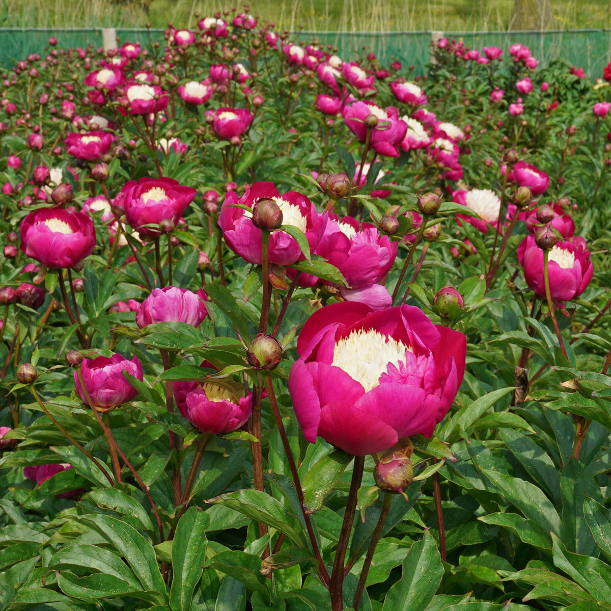 The Best Time To Plant Peonies Is Two Years Ago