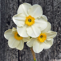 Fluwel Special Narcissus