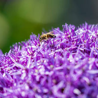 Flower bulbs for bees and insects