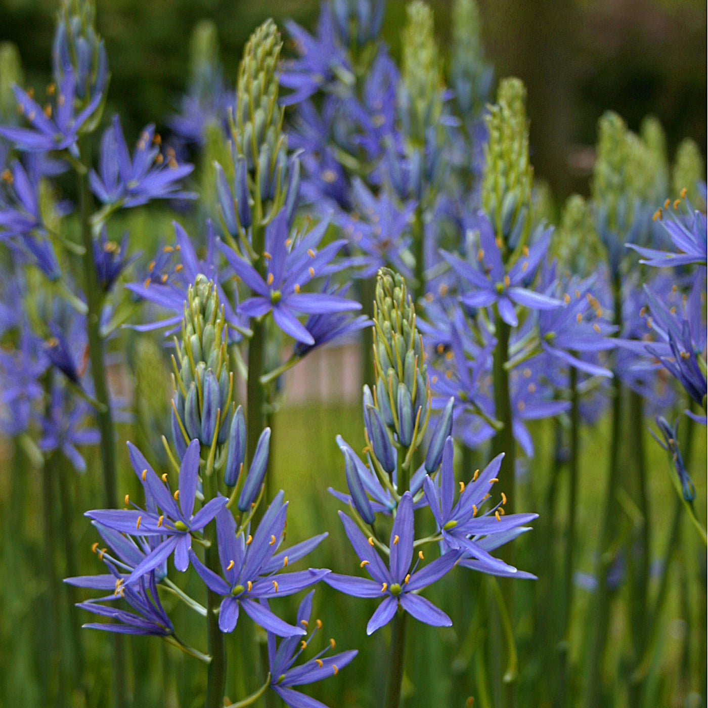 Camassia