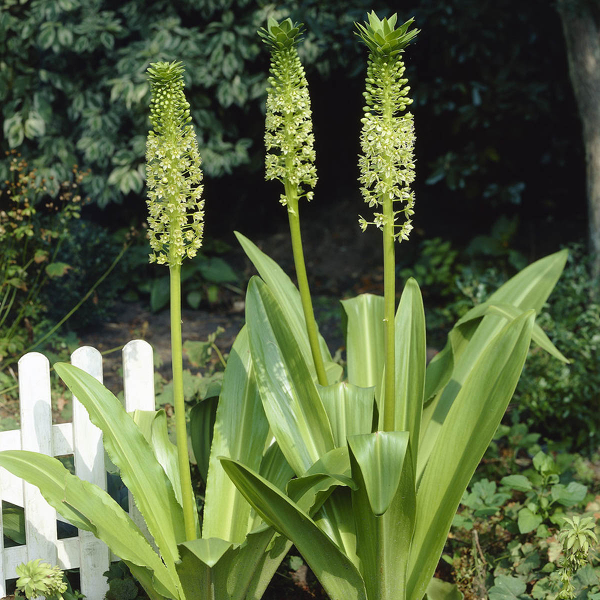 Eucomis