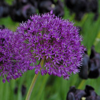 Allium