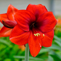 Amaryllis