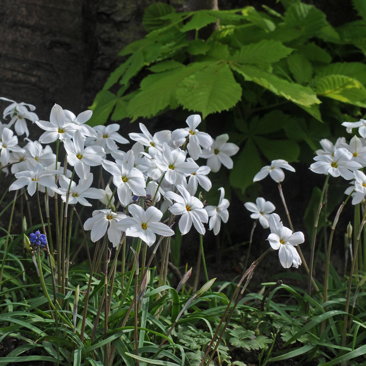 Ipheion