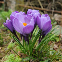 Crocuses