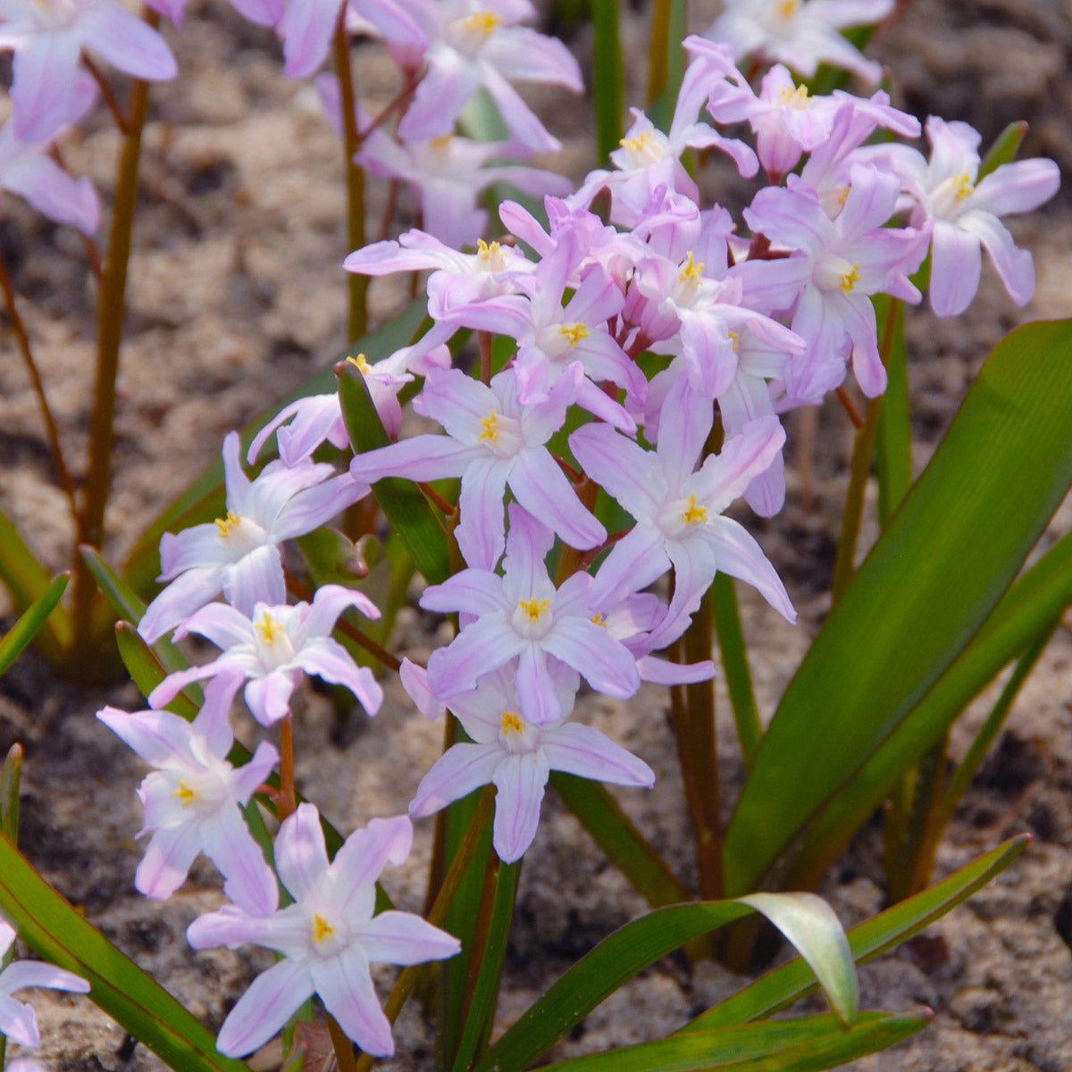 Chionodoxa