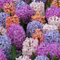 Hyacinths