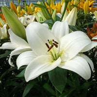 Lilies