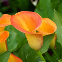 Zantedeschia