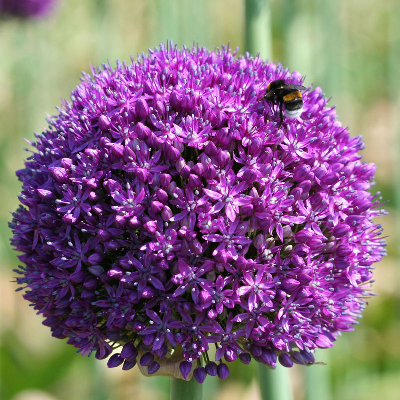 Allium