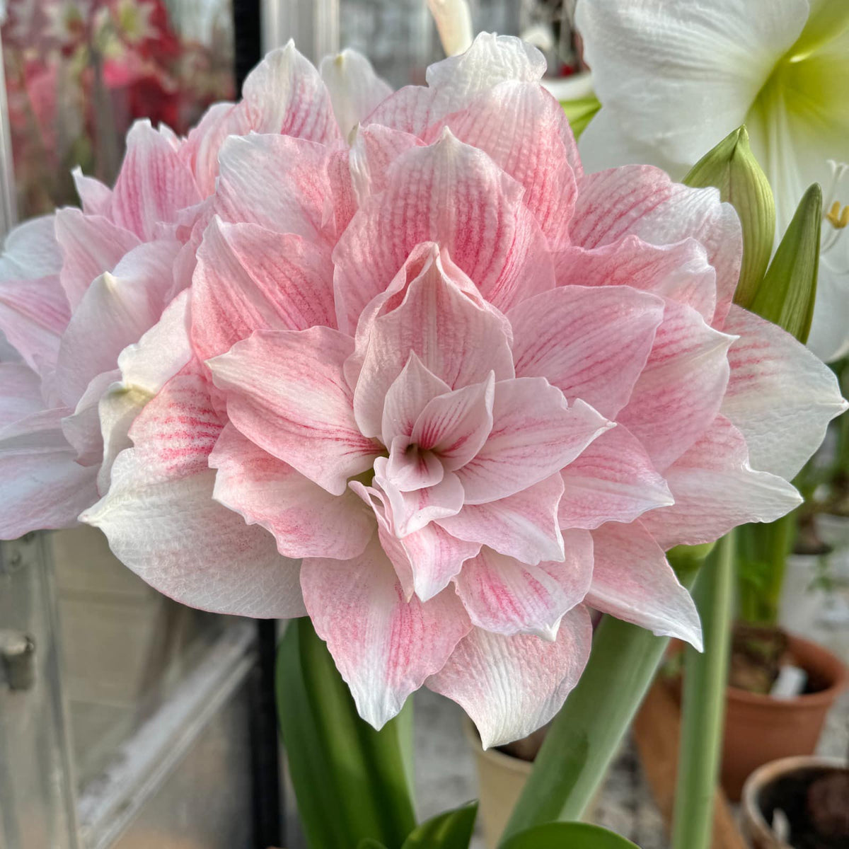 Amaryllis Candy Belle