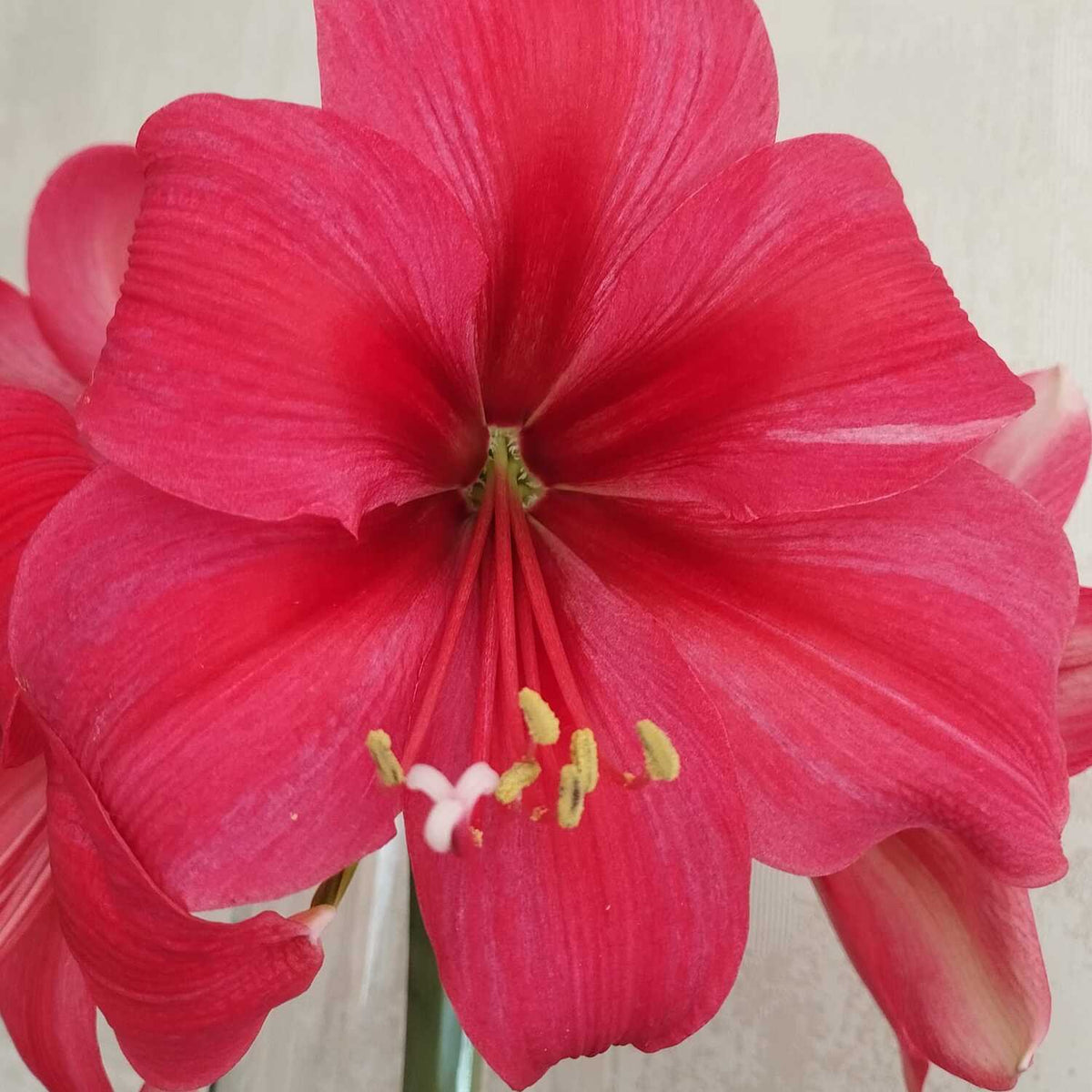 Amaryllis Bagatelle