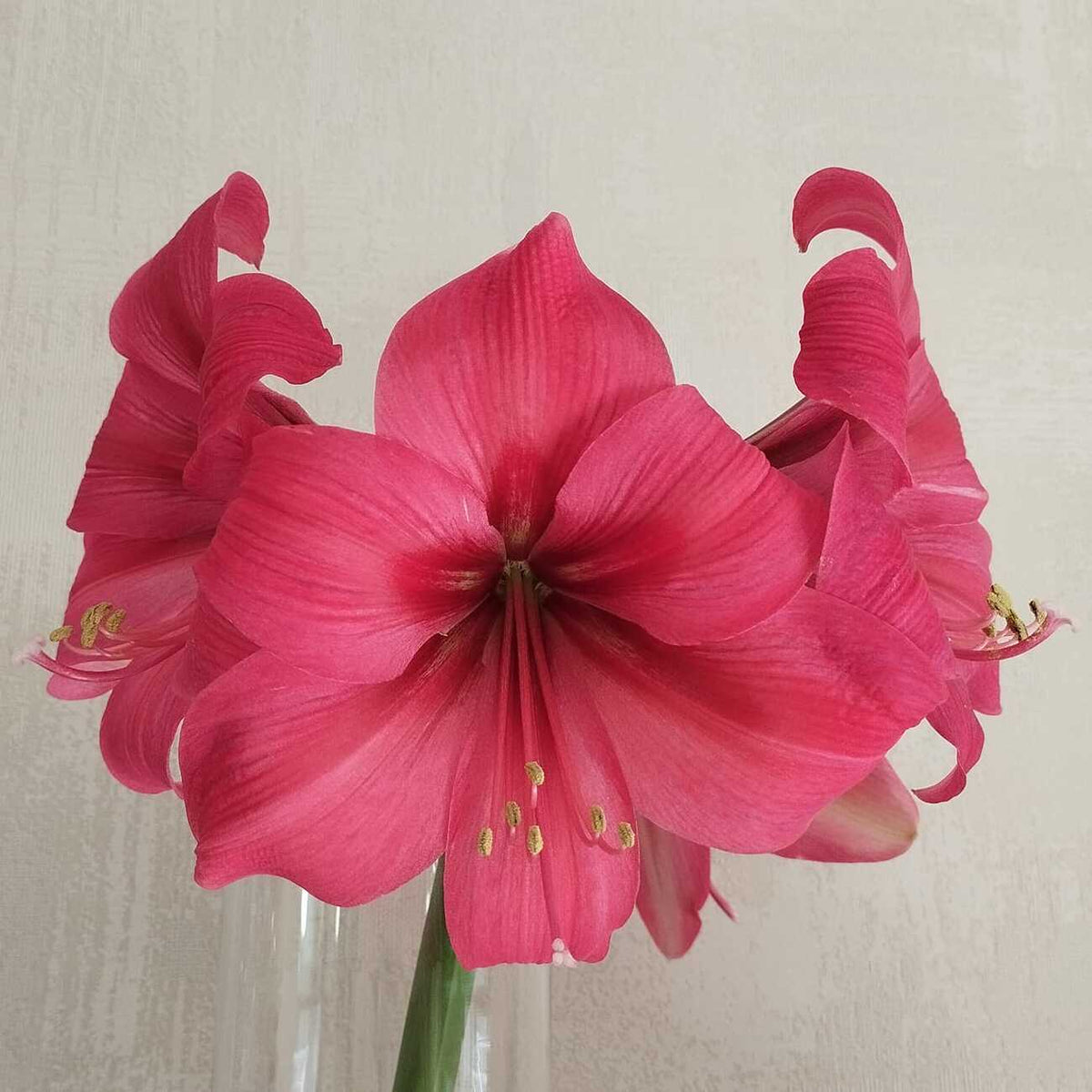 Amaryllis Bagatelle