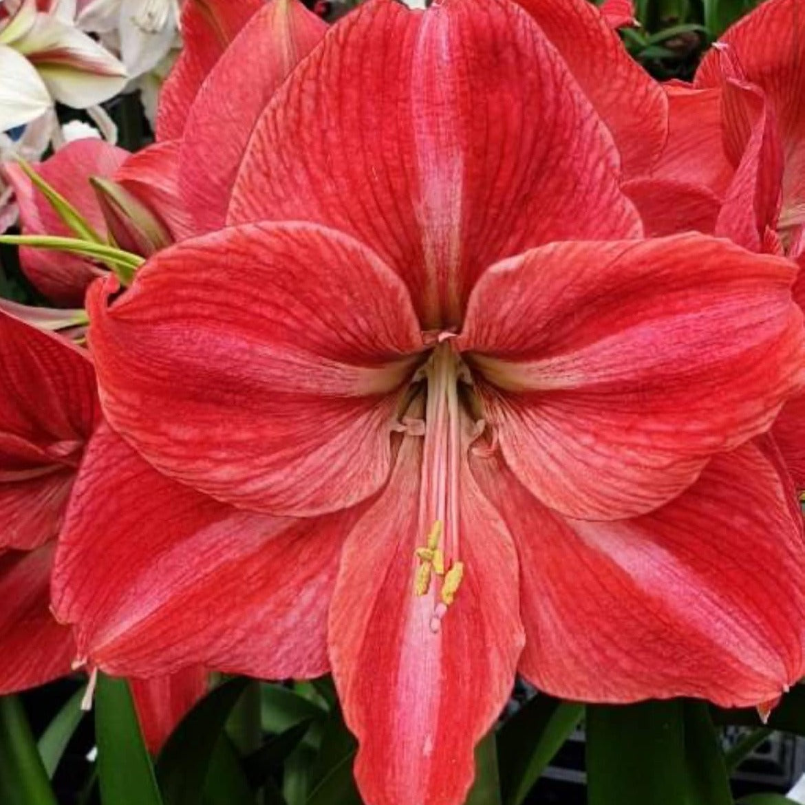 Amaryllis Candy Star