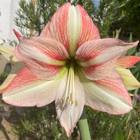 Amaryllis Amore