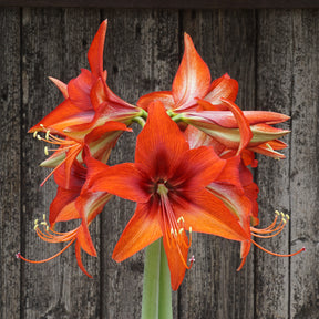 Amaryllis Autumn Valley