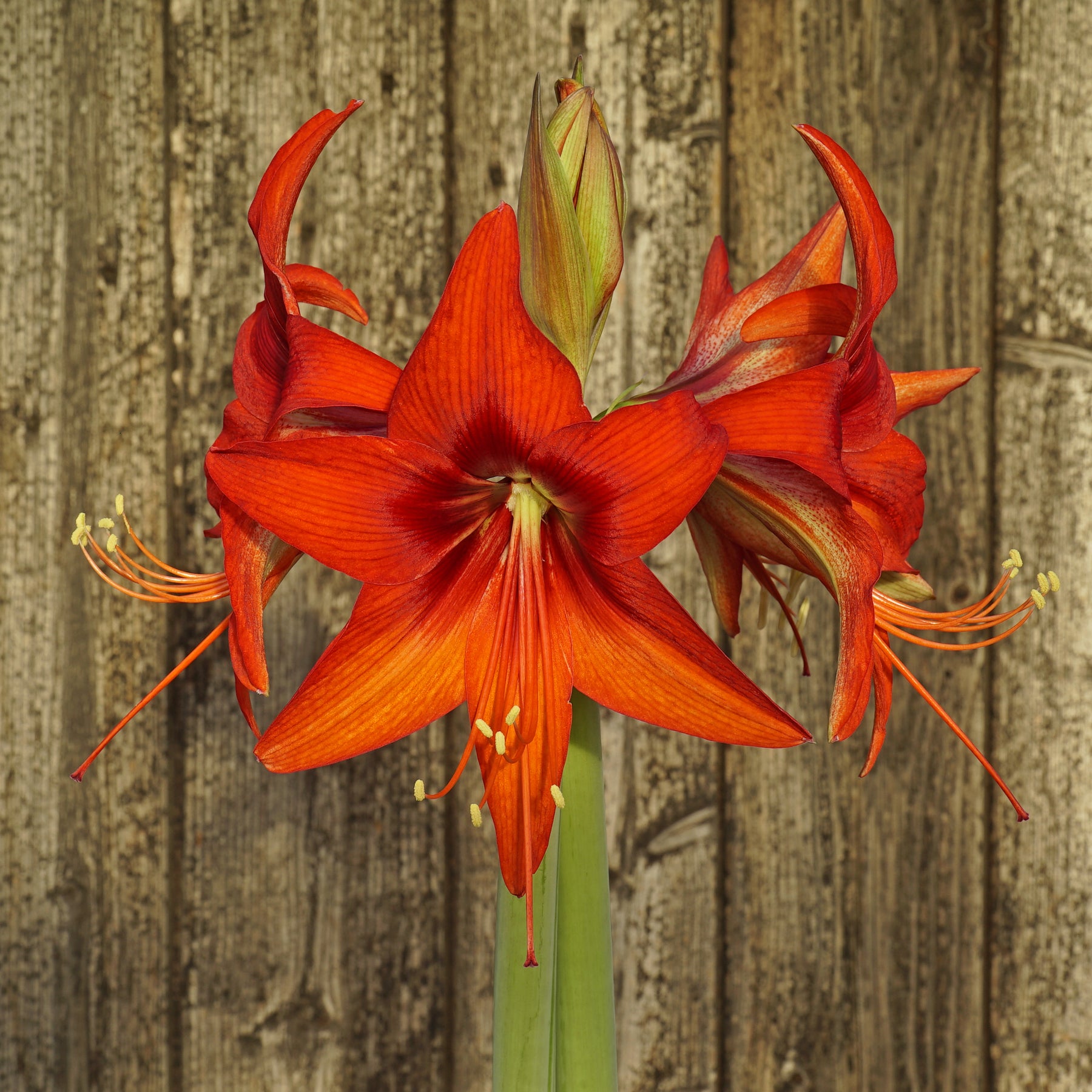 Amaryllis Autumn Valley