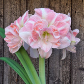 Amaryllis Blossom Nymph