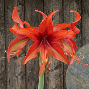 Amaryllis Bogota