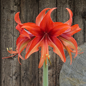 Amaryllis Bogota