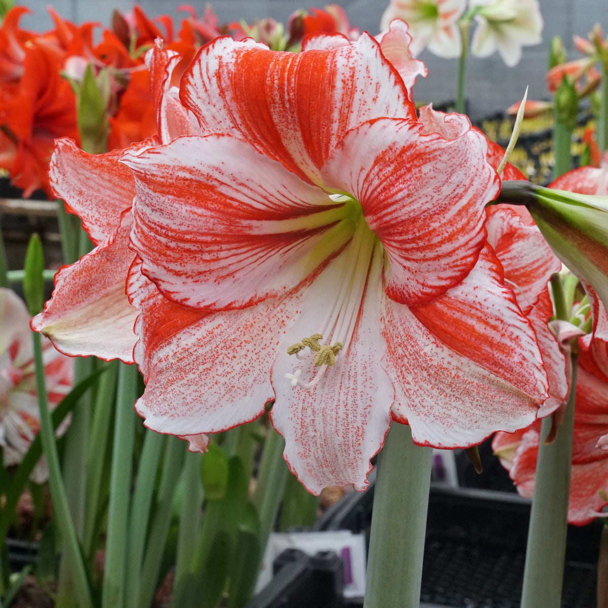 Amaryllis Table Dance