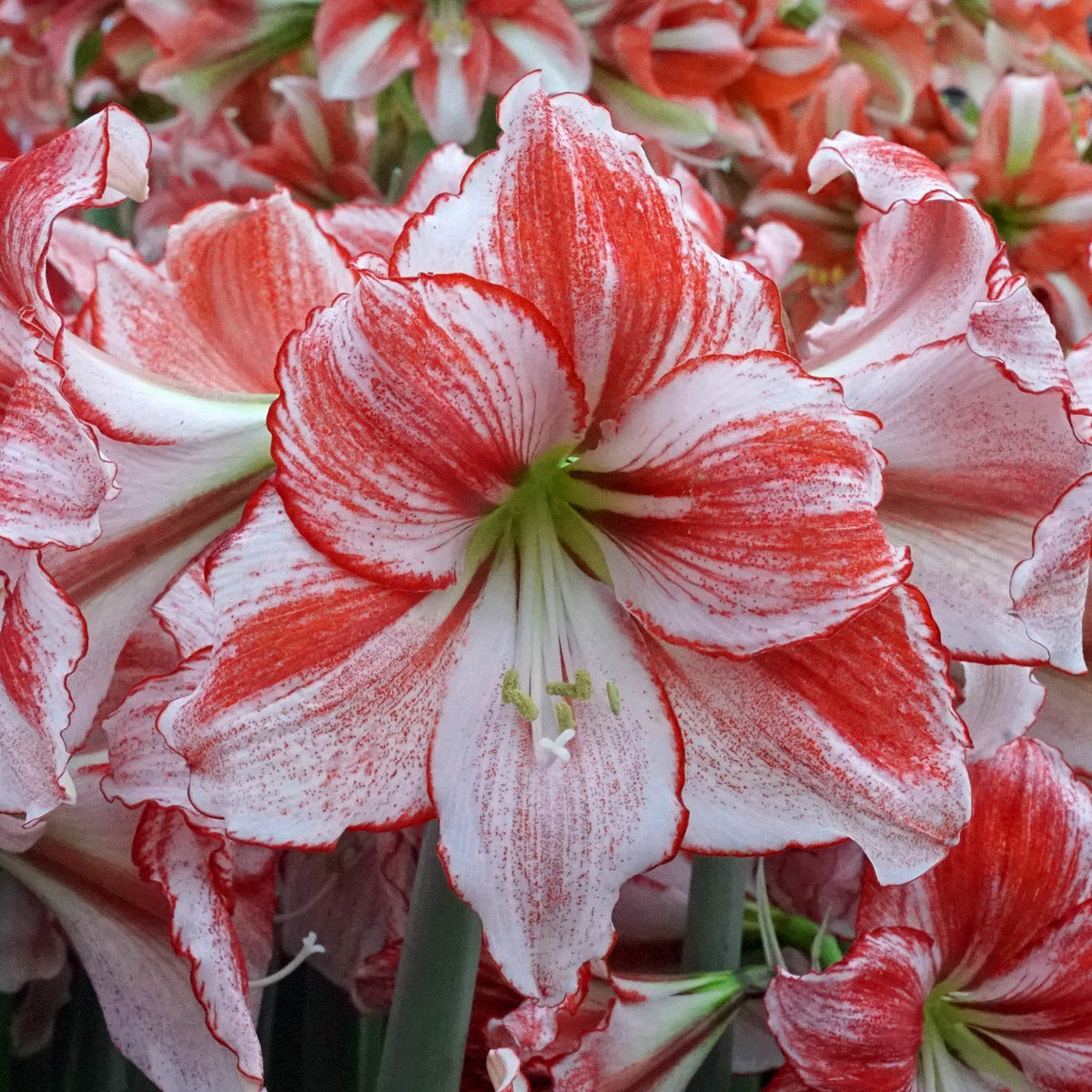 Amaryllis Table Dance