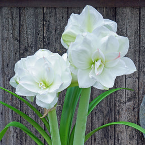 Amaryllis White Amadeus