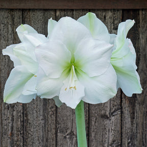 Amaryllis White Cream