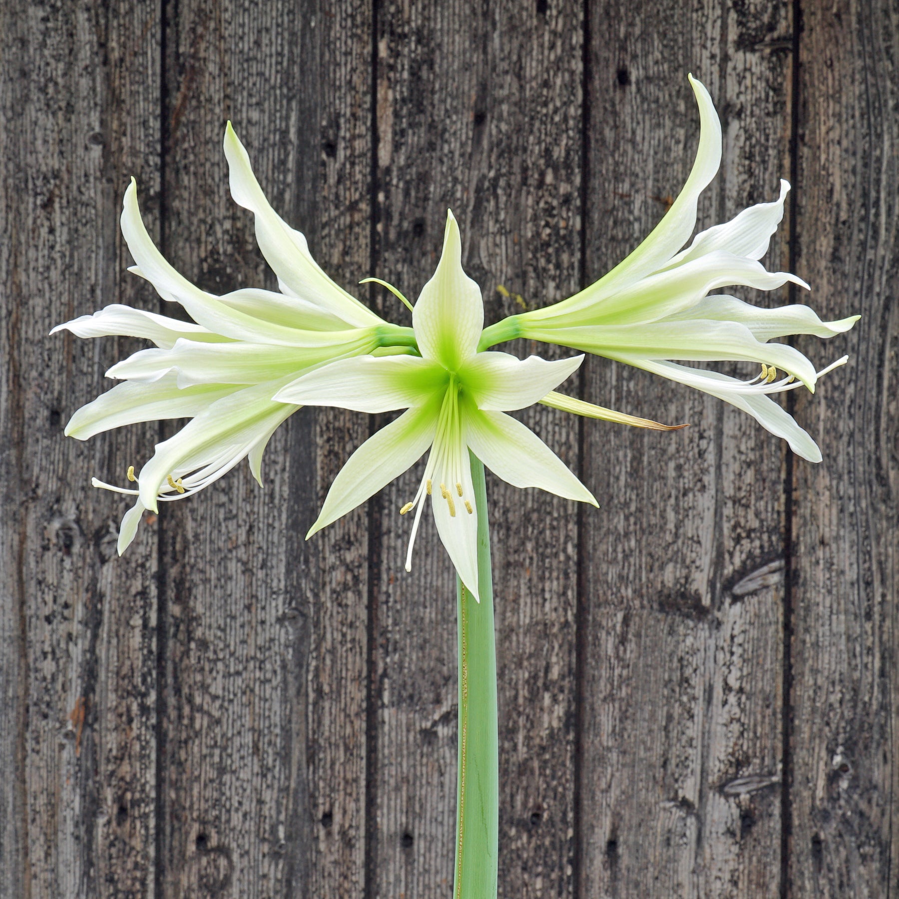 Amaryllis White Nile