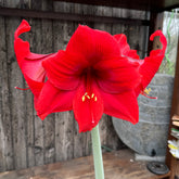 Amaryllis Vulcano