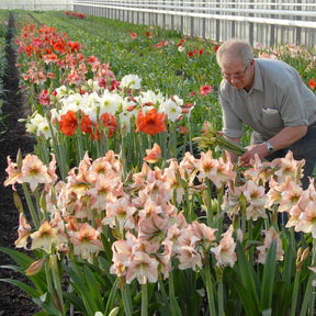 Amaryllis Amore