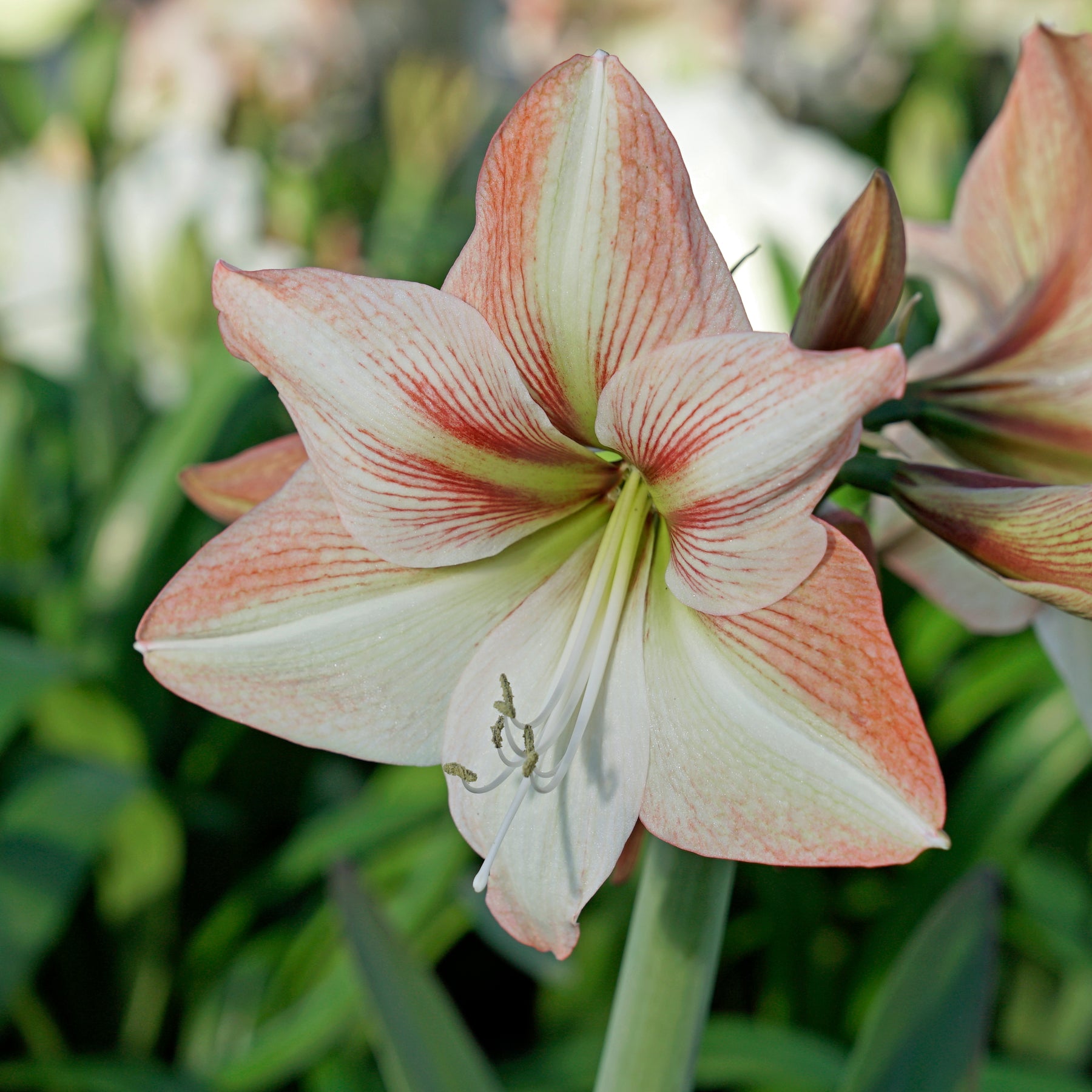 Amaryllis Amore