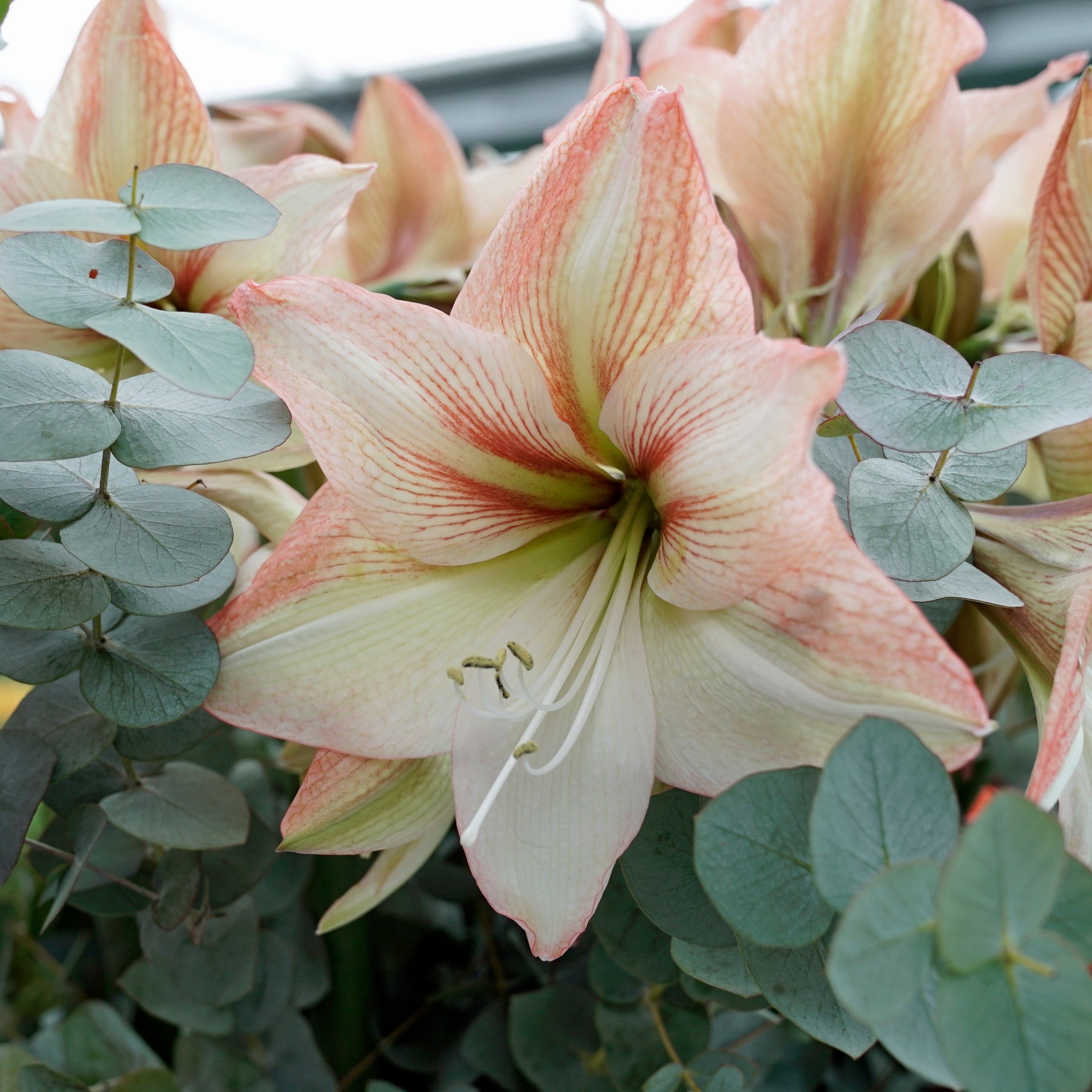 Amaryllis Amore