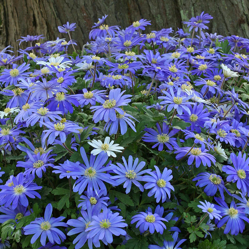 Anemone Blanda (Windflower)