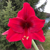 Amaryllis Arabian Night