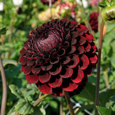 Dahlia Black Pierre