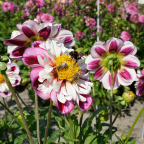 Dahlia Bumble Rumble