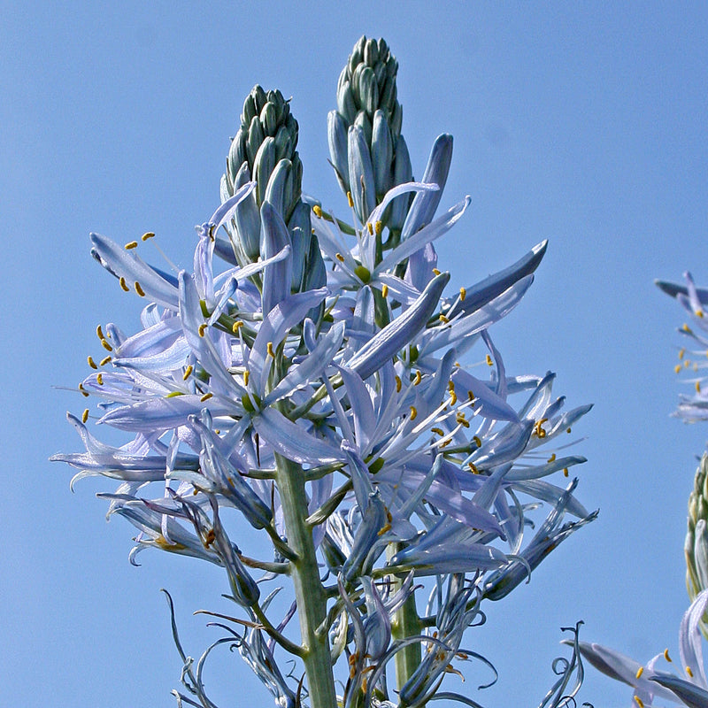 Camassia