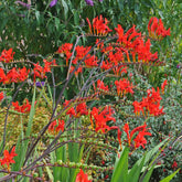 Crocosmia Lucifer