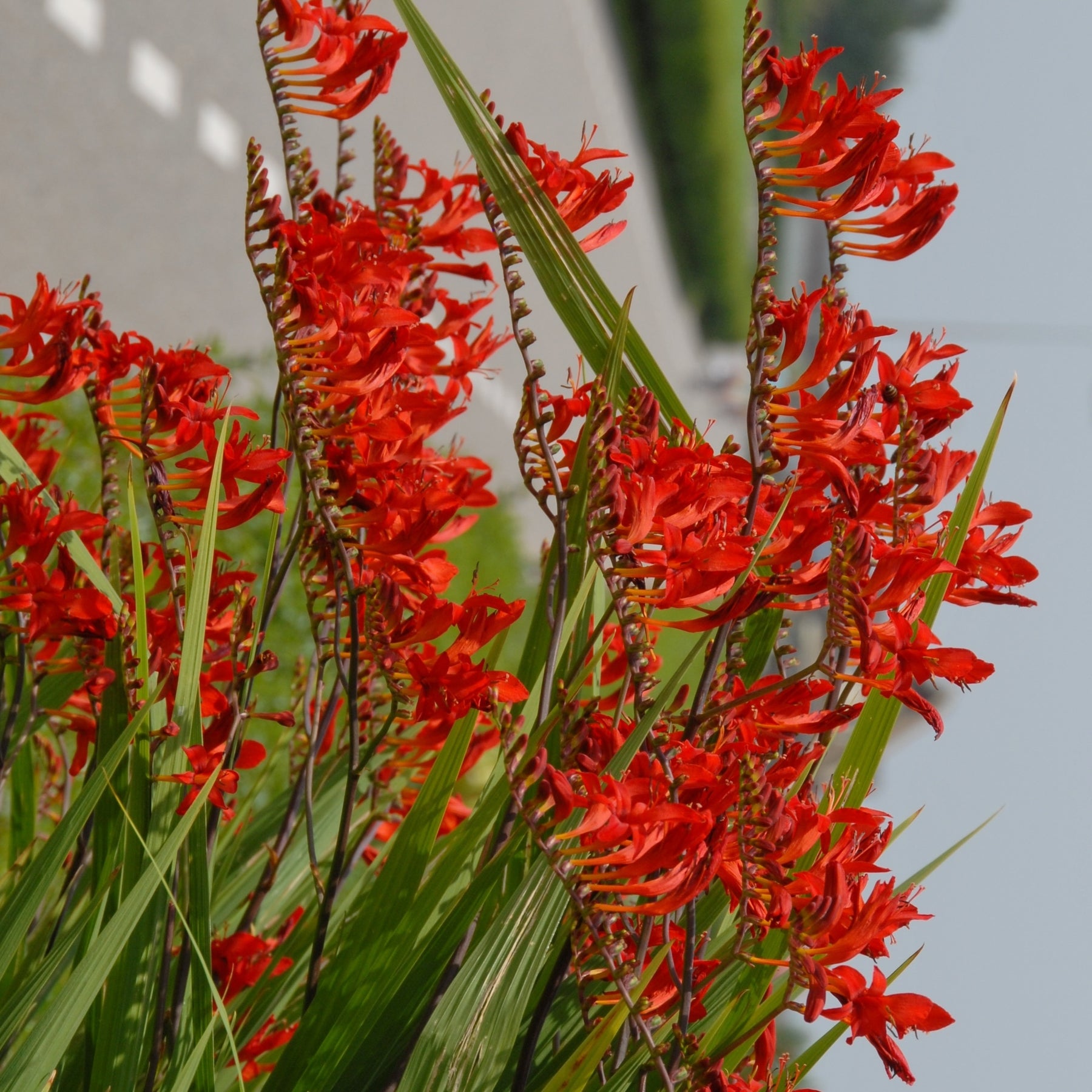 Crocosmia Lucifer