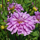 Dahlia Bluetiful