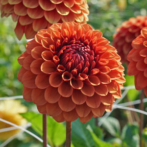 Dahlia Brown Sugar