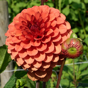 Dahlia Brown Sugar