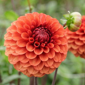 Dahlia Brown Sugar