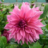 Dahlia Café au Lait Rose