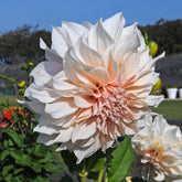 Dahlia Café au Lait