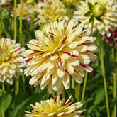 Dahlia Creme Silence